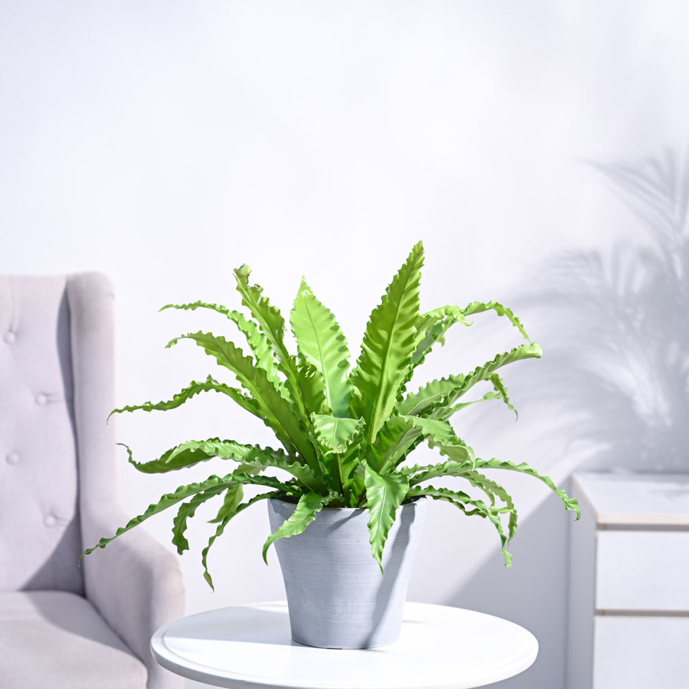 Osaka Bird Nest Fern