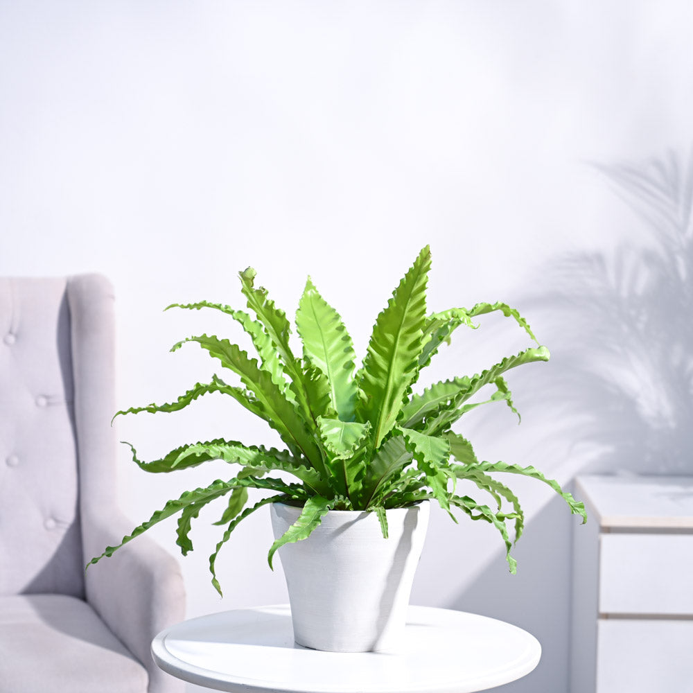 Osaka Bird Nest Fern