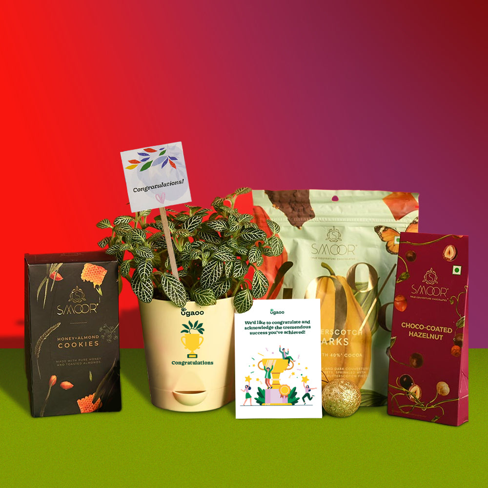 Fittonia Plant with Smoor Choco-Coated Hazelnuts, Butterscotch Barks and Honey & Almond Cookies