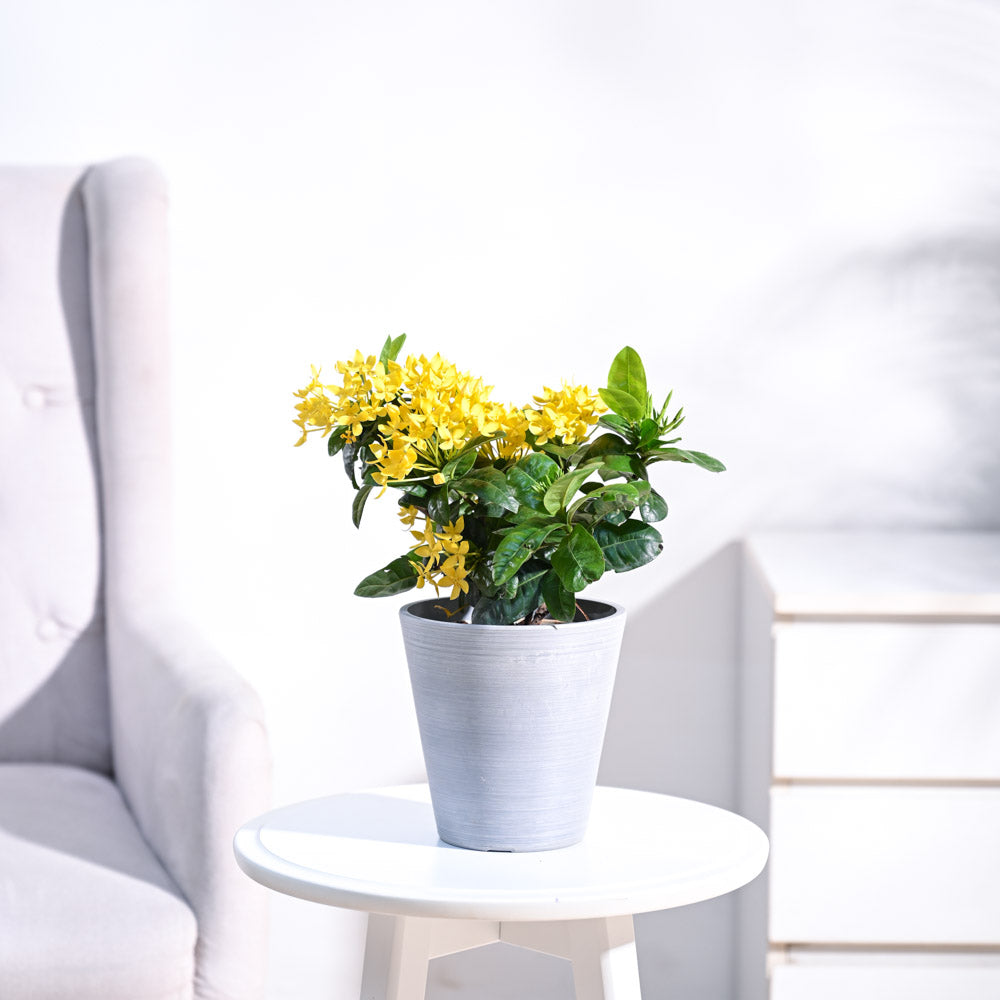 Ixora (Rugmini) Plant - Yellow