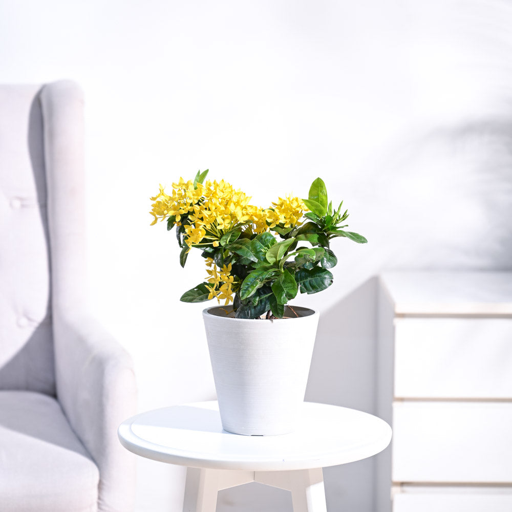 Ixora (Rugmini) Plant - Yellow