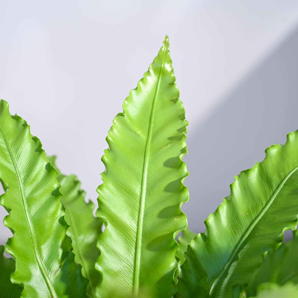 Osaka Bird Nest Fern
