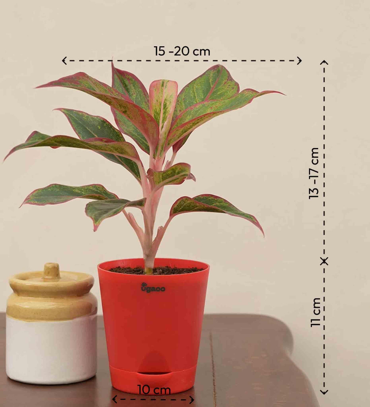 Aglaonema Red Plant - Small Gift Hamper