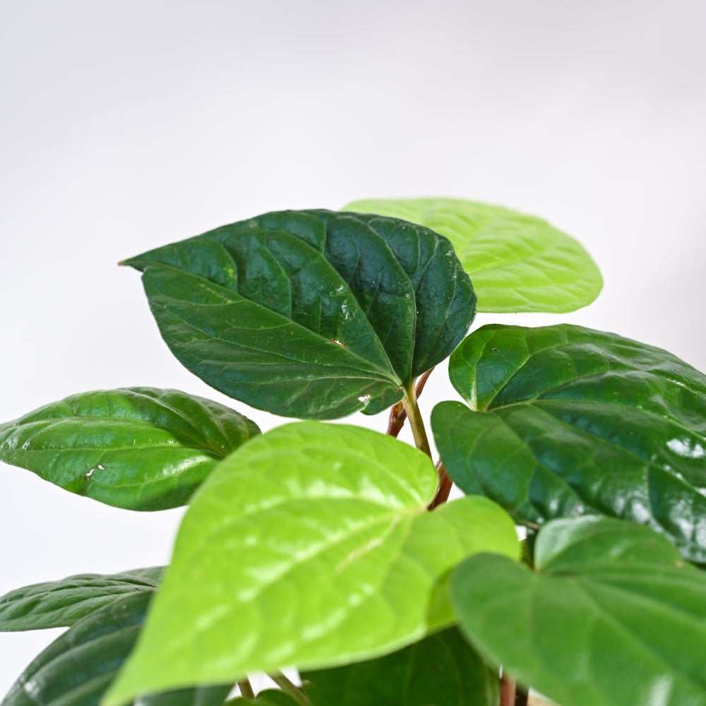 Betel Leaf Plant (Magai Paan)