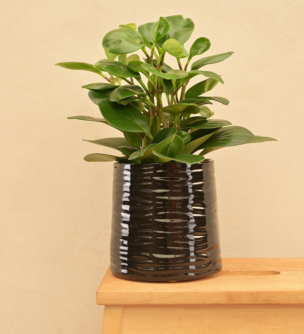 Sea Breeze Ceramic Planter