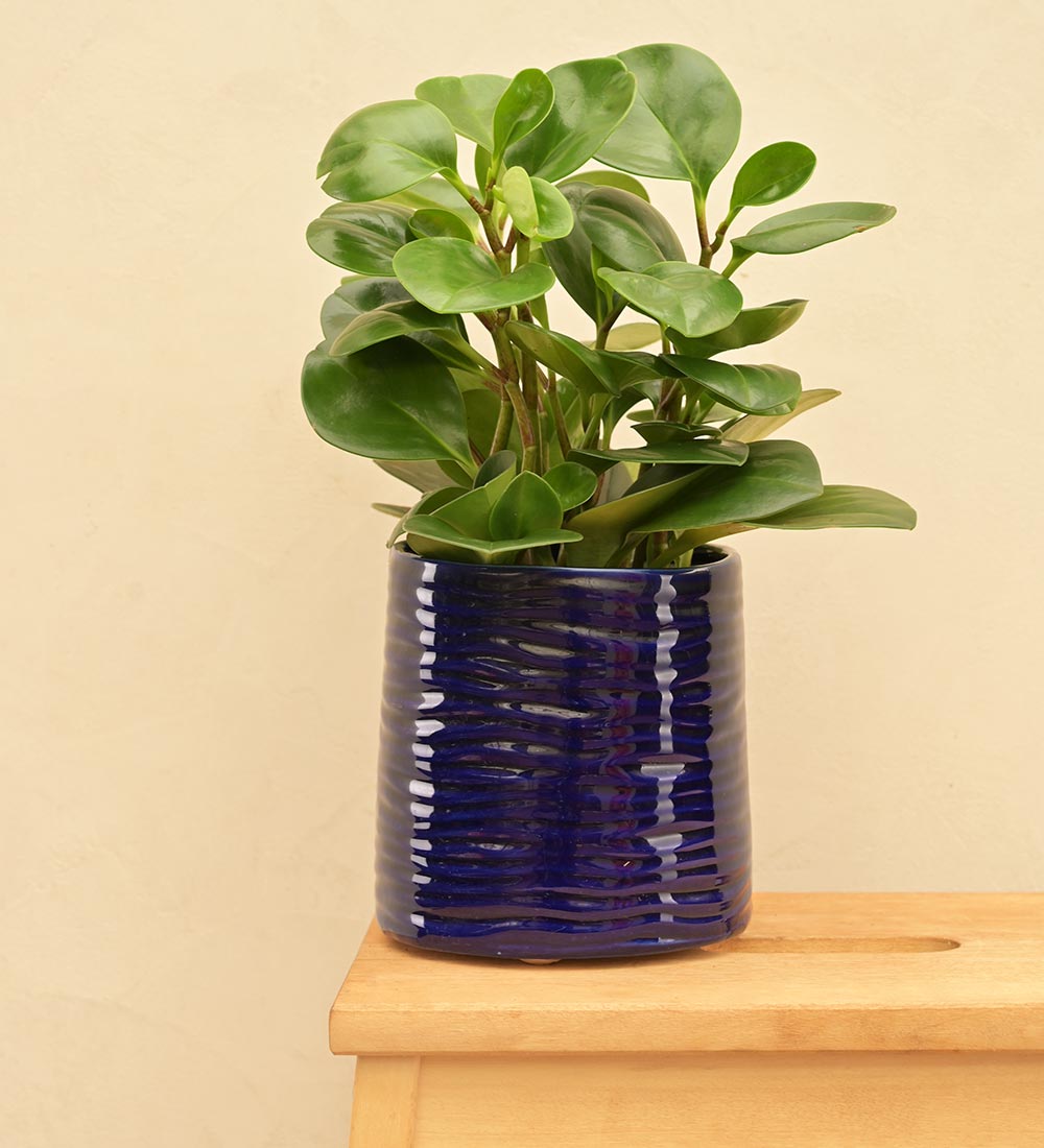 Sea Breeze Ceramic Planter