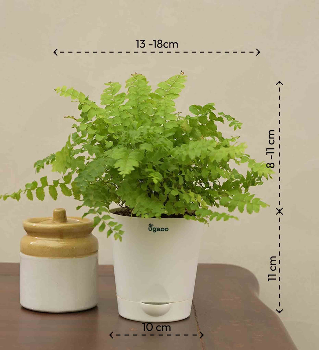 Boston Compacta Gift Hamper