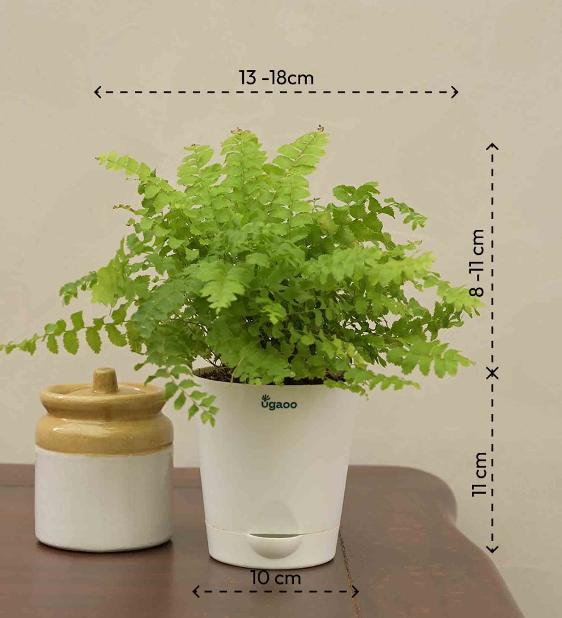 Boston Compacta Gift Hamper