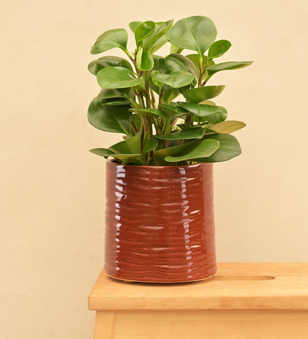 Sea Breeze Ceramic Planter