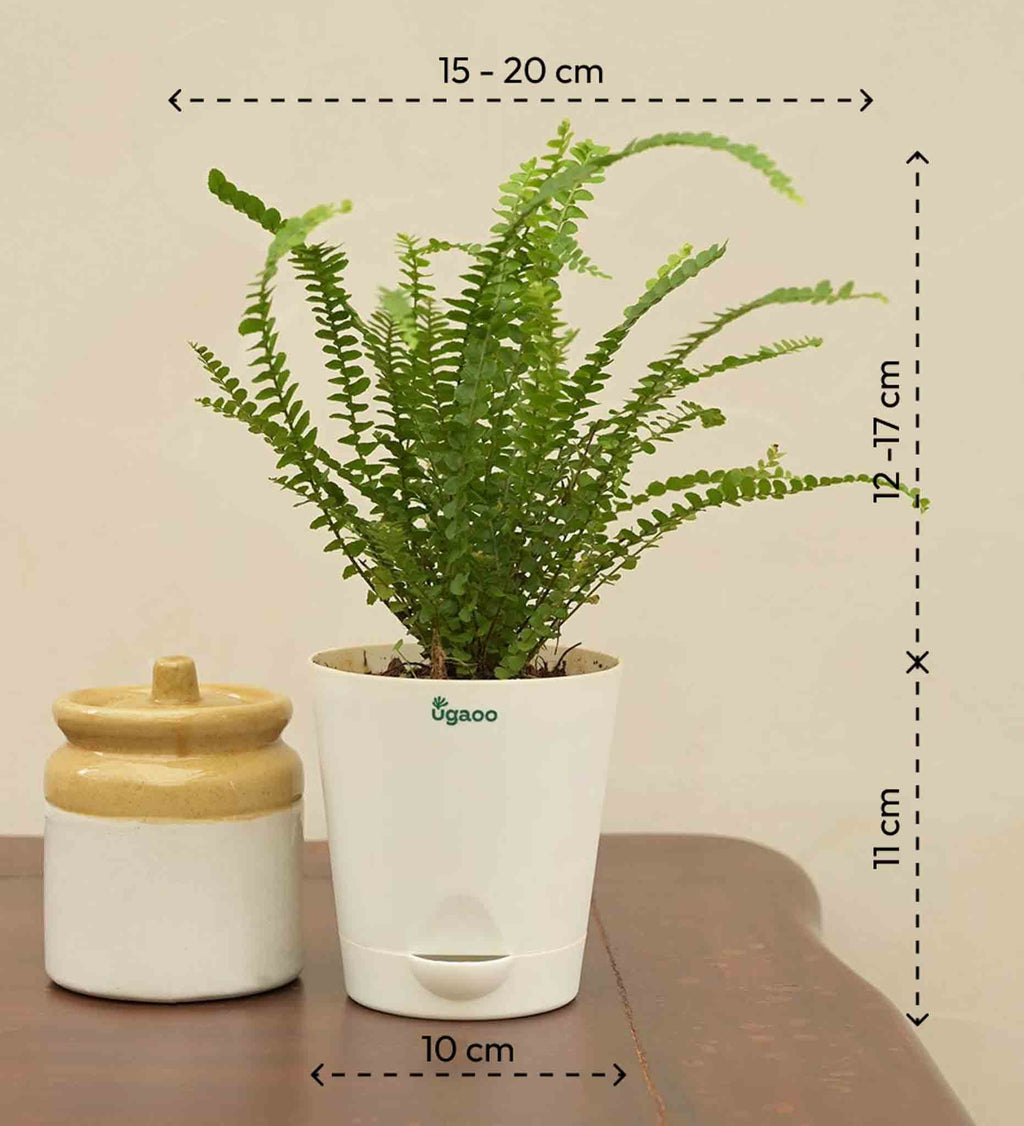 Fern Button Plant For Environment Day Gifting
