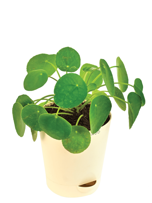 Chinese Money Plant