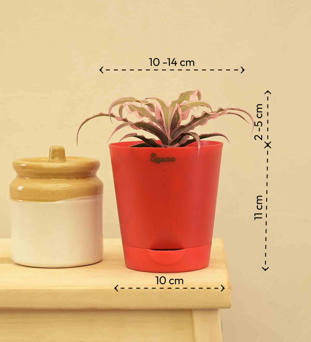 Earth Star Plant - Pink Gift Hamper