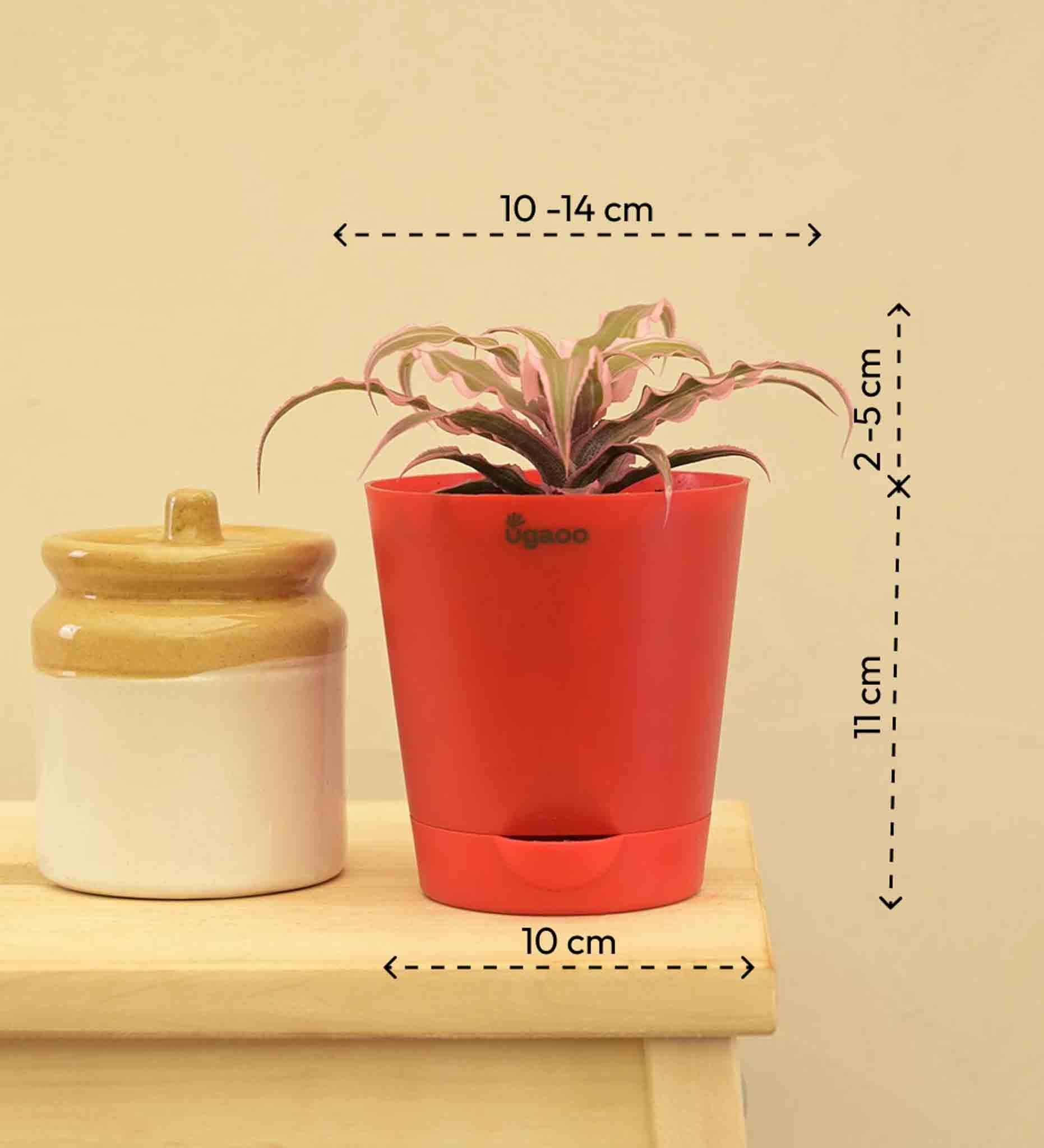Earth Star Plant - Pink Gift Hamper
