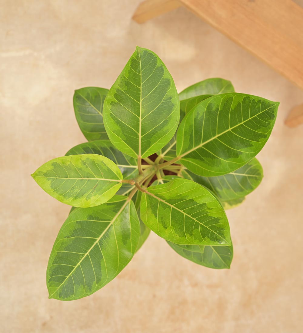Ficus Benghalensis Variegated