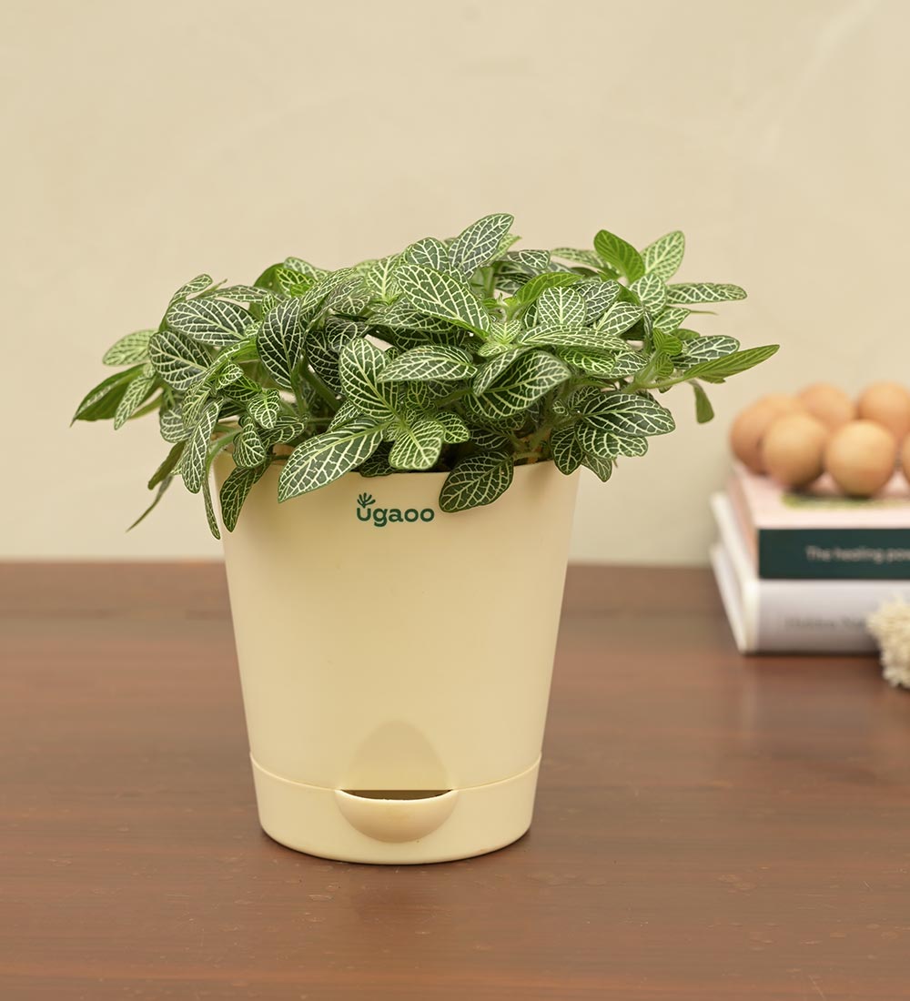 Fittonia Green Plant For Environment Day Gifting