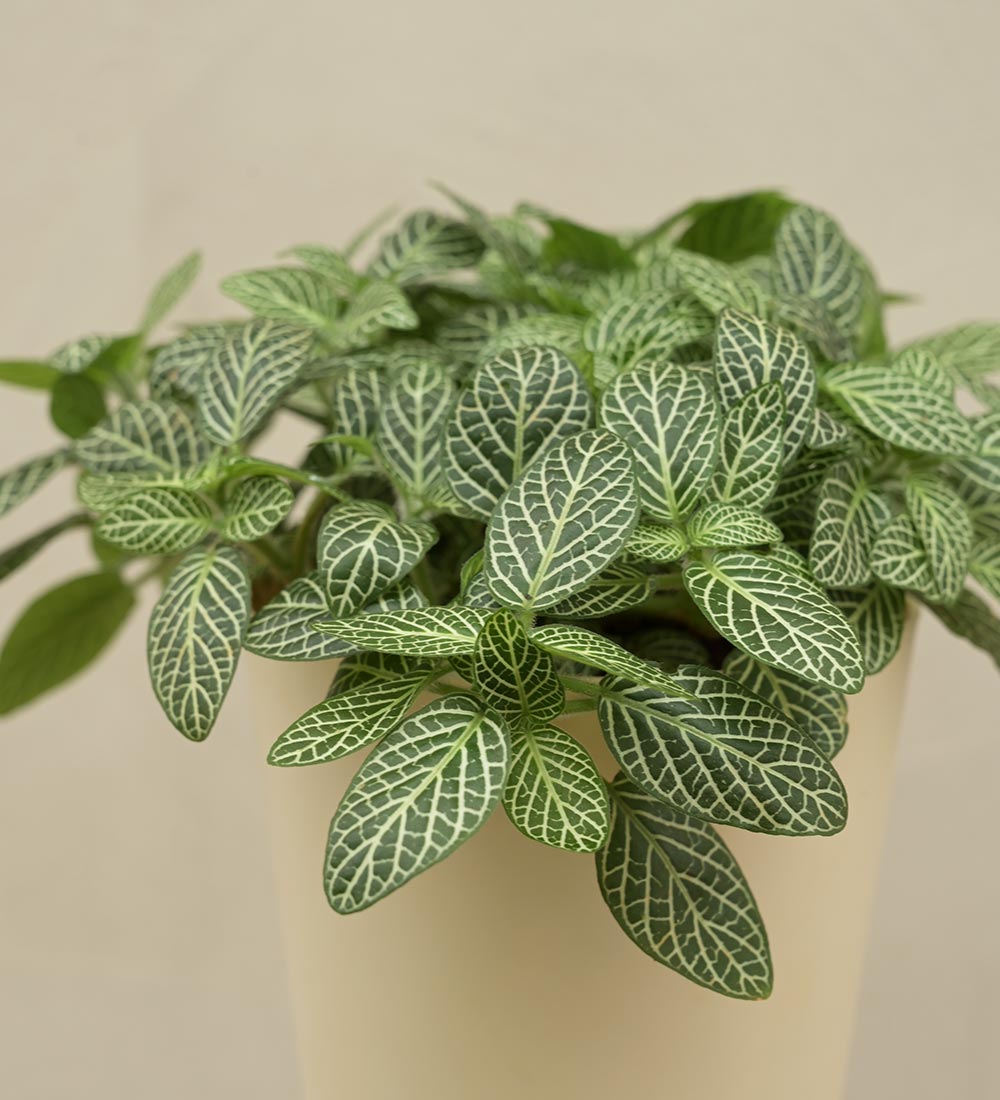 Fittonia Green Plant For Environment Day Gifting