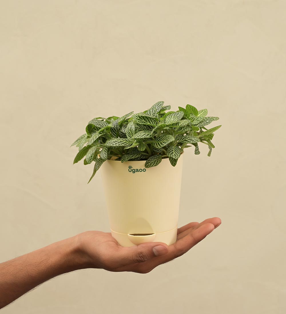Fittonia Green Plant For Environment Day Gifting