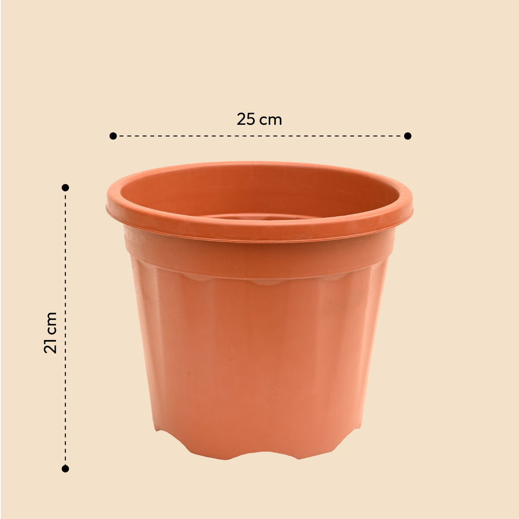 Gardening Pots - Terracotta Color