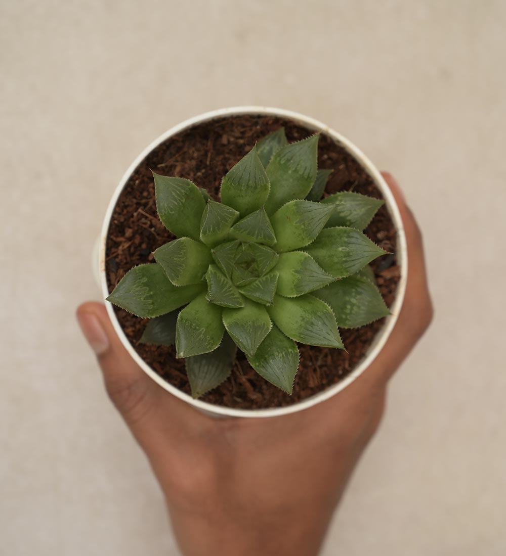Haworthia Maculata Birthday Gift Hamper