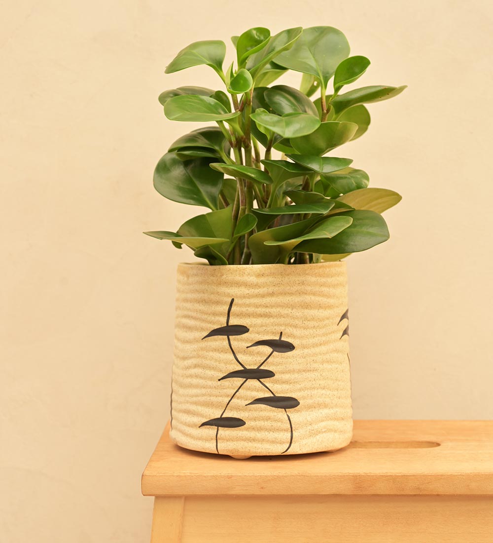 Sea Breeze Ceramic Planter