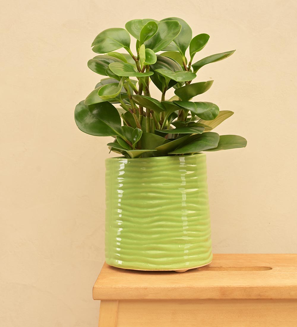 Sea Breeze Ceramic Planter