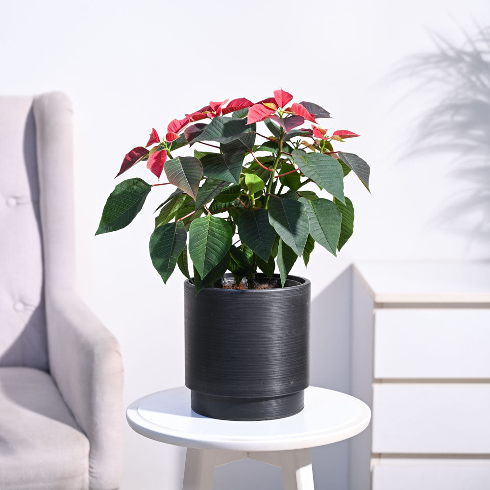 Poinsettia Red Plant with Oslo Planter