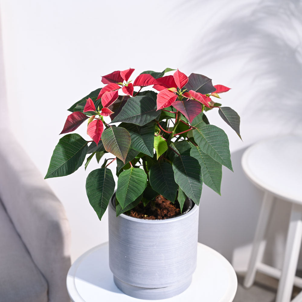 Poinsettia Red Plant with Oslo Planter