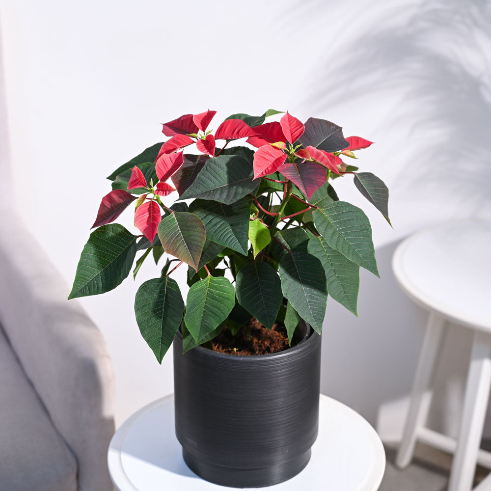 Poinsettia Red Plant with Oslo Planter