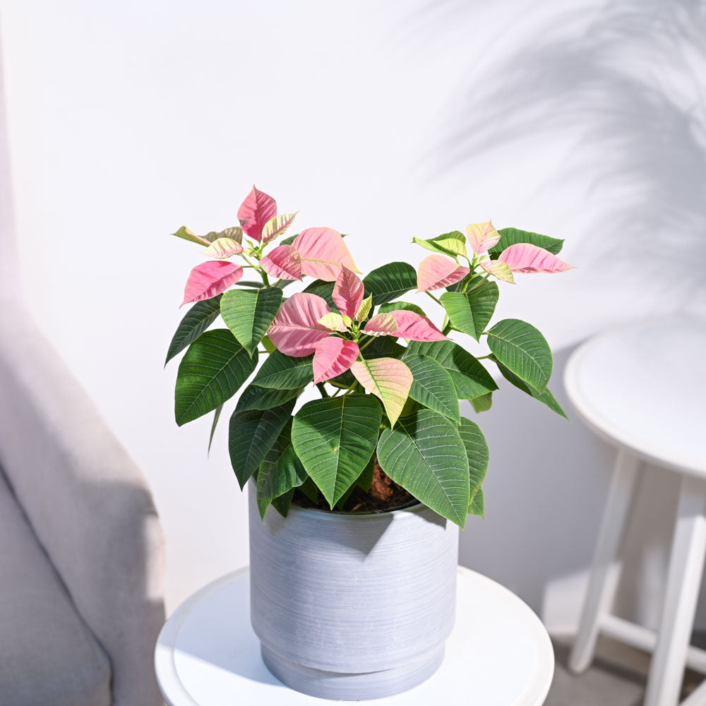 Poinsettia Pink Plant with Oslo Planter
