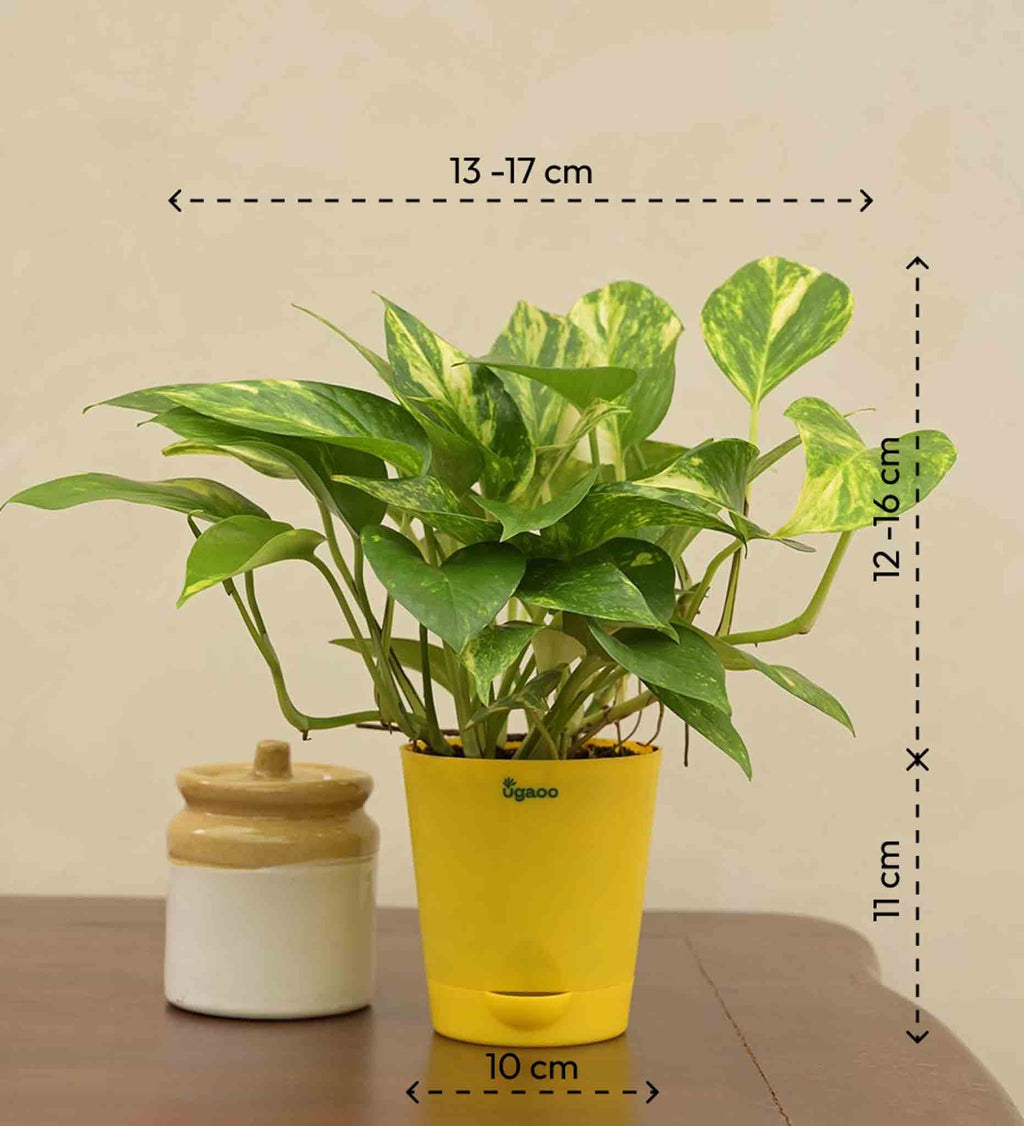 Money Plant Variegated Corporate Gift Hamper
