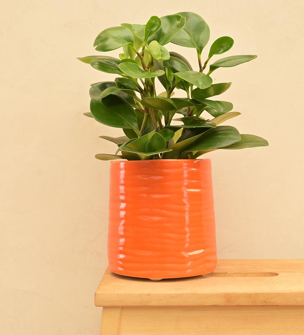 Sea Breeze Ceramic Planter