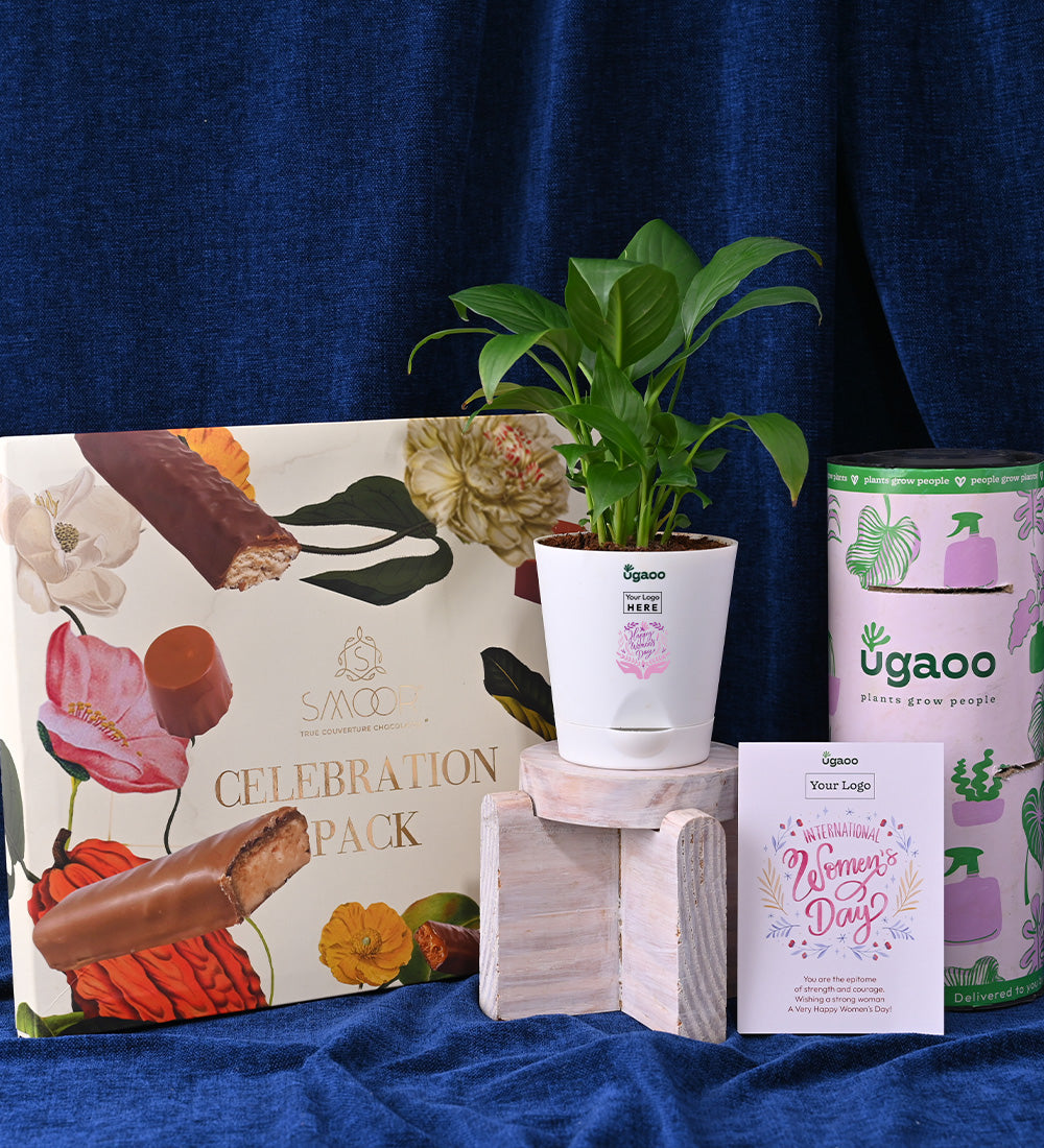 Peace Lily Plant with Celebration Box - Women's Day Gift