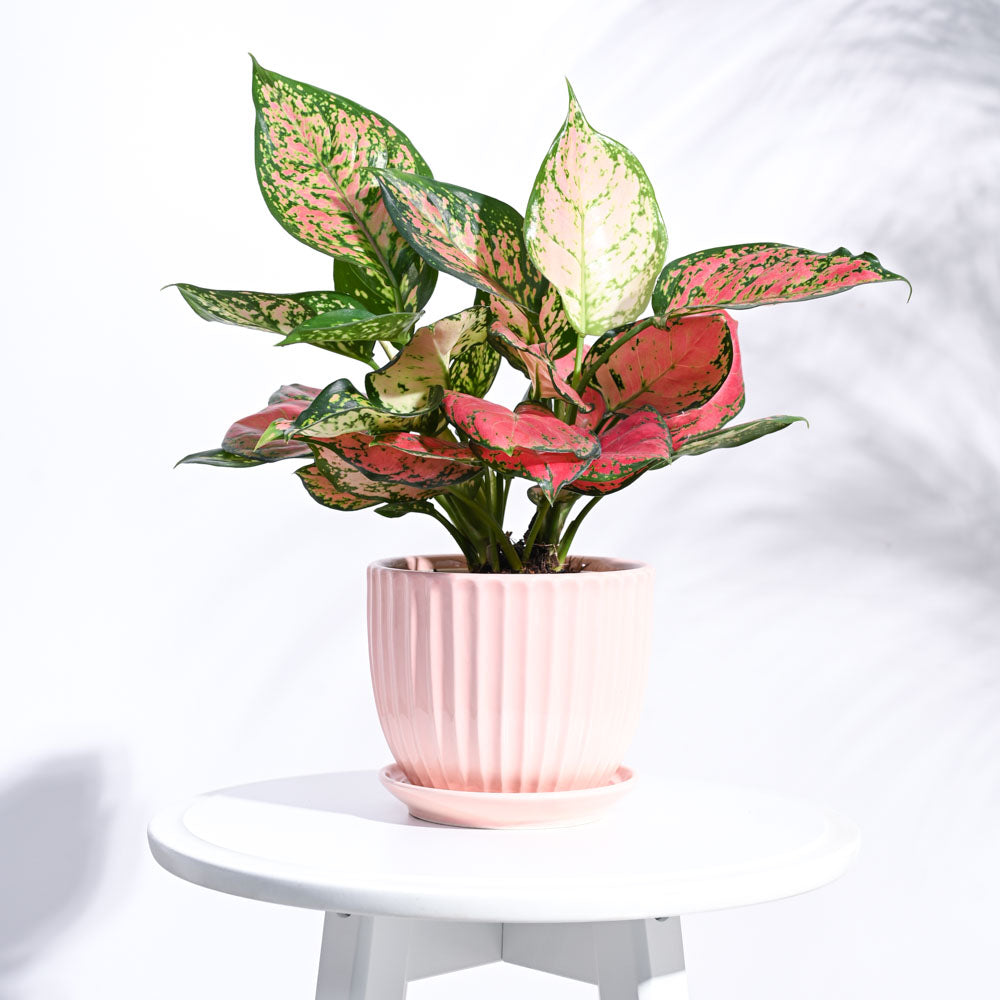 Grail Ceramic Pot