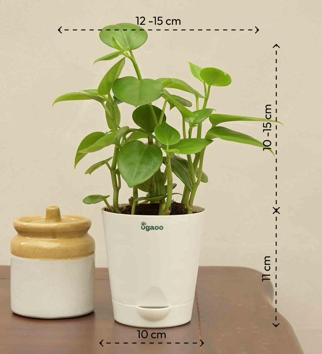 Peperomia Green Plant Gift Hamper