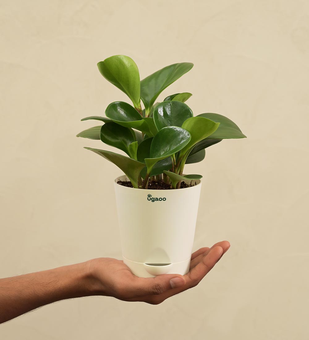 Peperomia Green Plant For Environment Day Gifting