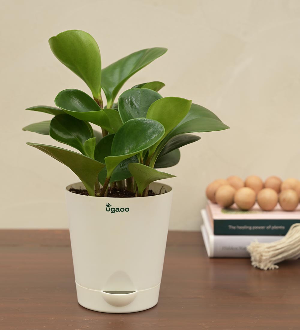 Peperomia Green Plant For Environment Day Gifting