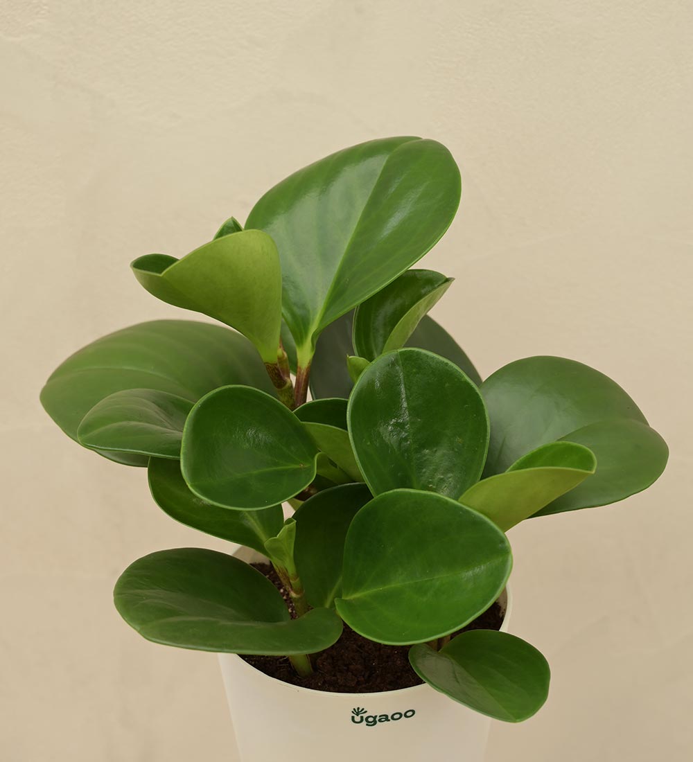 Peperomia Green Plant For Environment Day Gifting