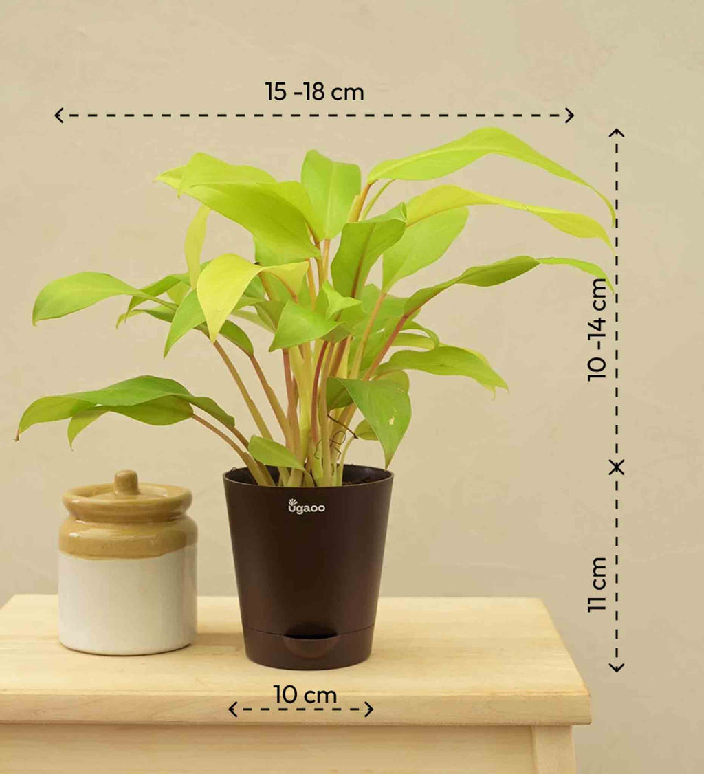 Philodendron Ceylon For Environment Day Gifting