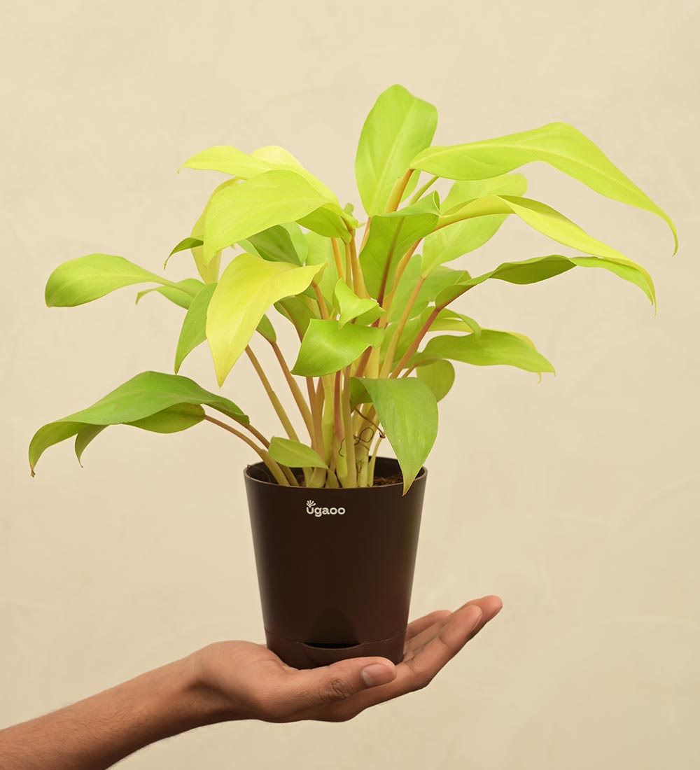 Philodendron Ceylon For Environment Day Gifting