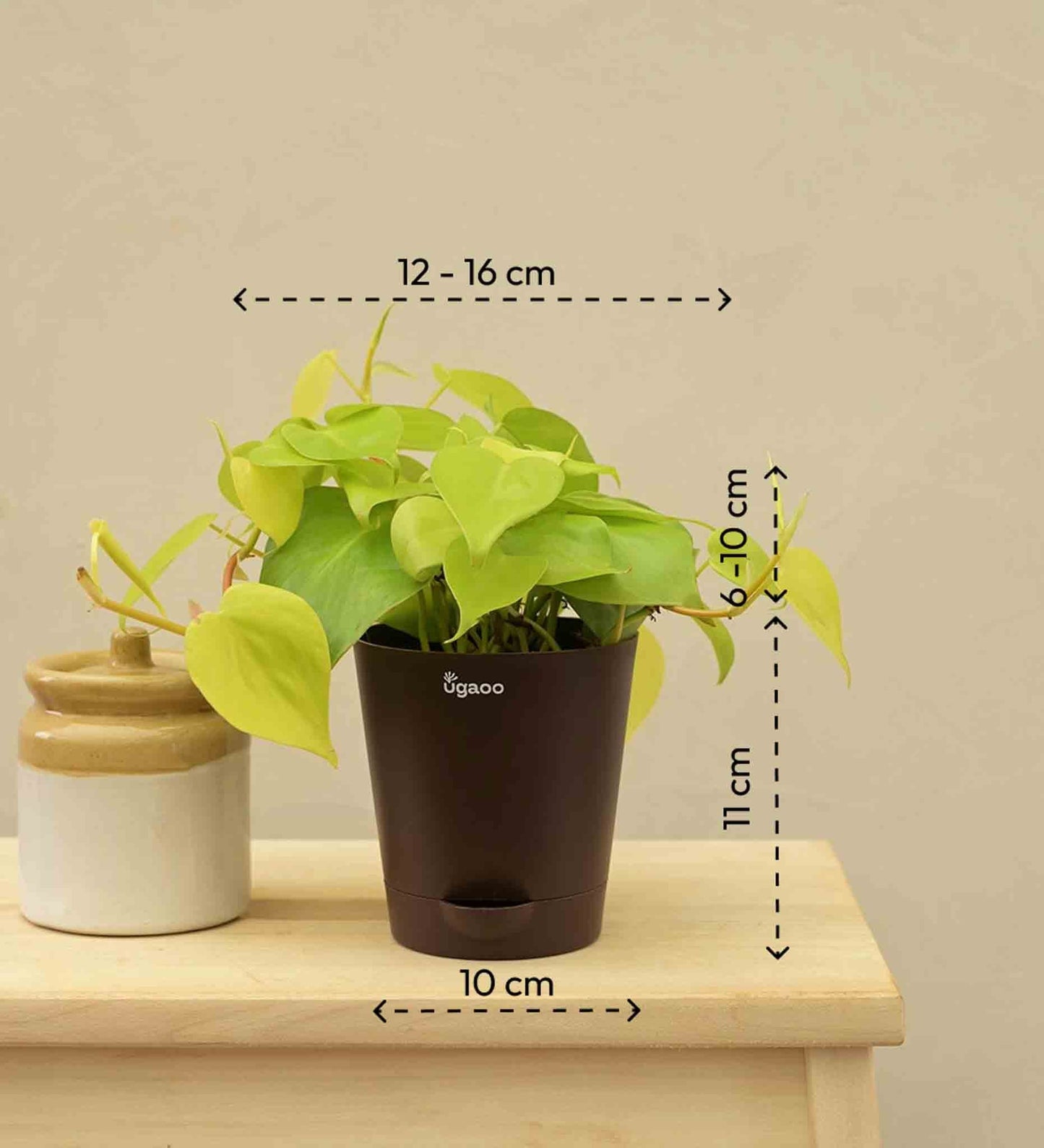Philodendron Oxycardium Golden Plant Gift Hamper