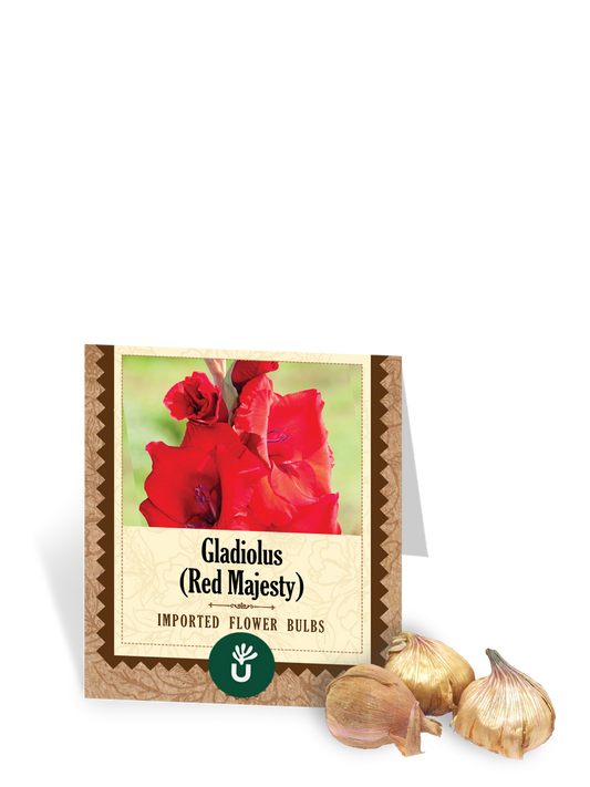 Red Majesty Gladiolus Bulbs