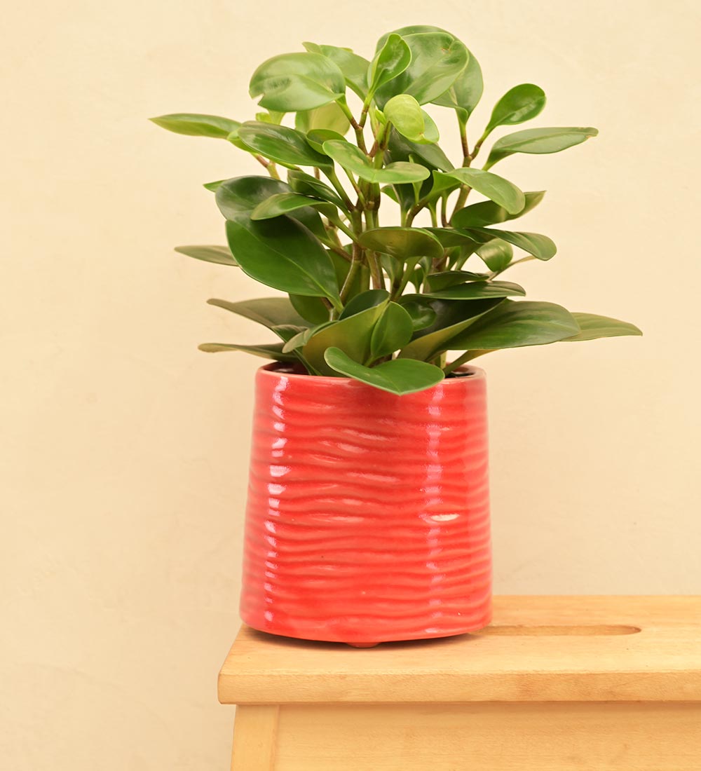 Sea Breeze Ceramic Planter