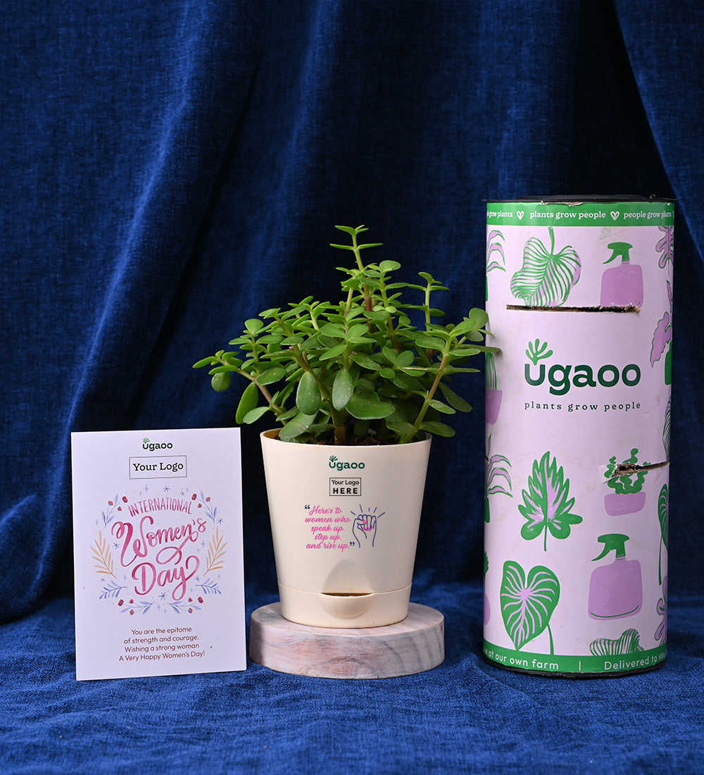 Set of Two Plants For Women's Day - Hamper 1