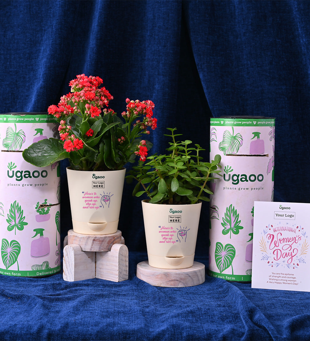 Set of Two Plants For Women's Day - Hamper 1
