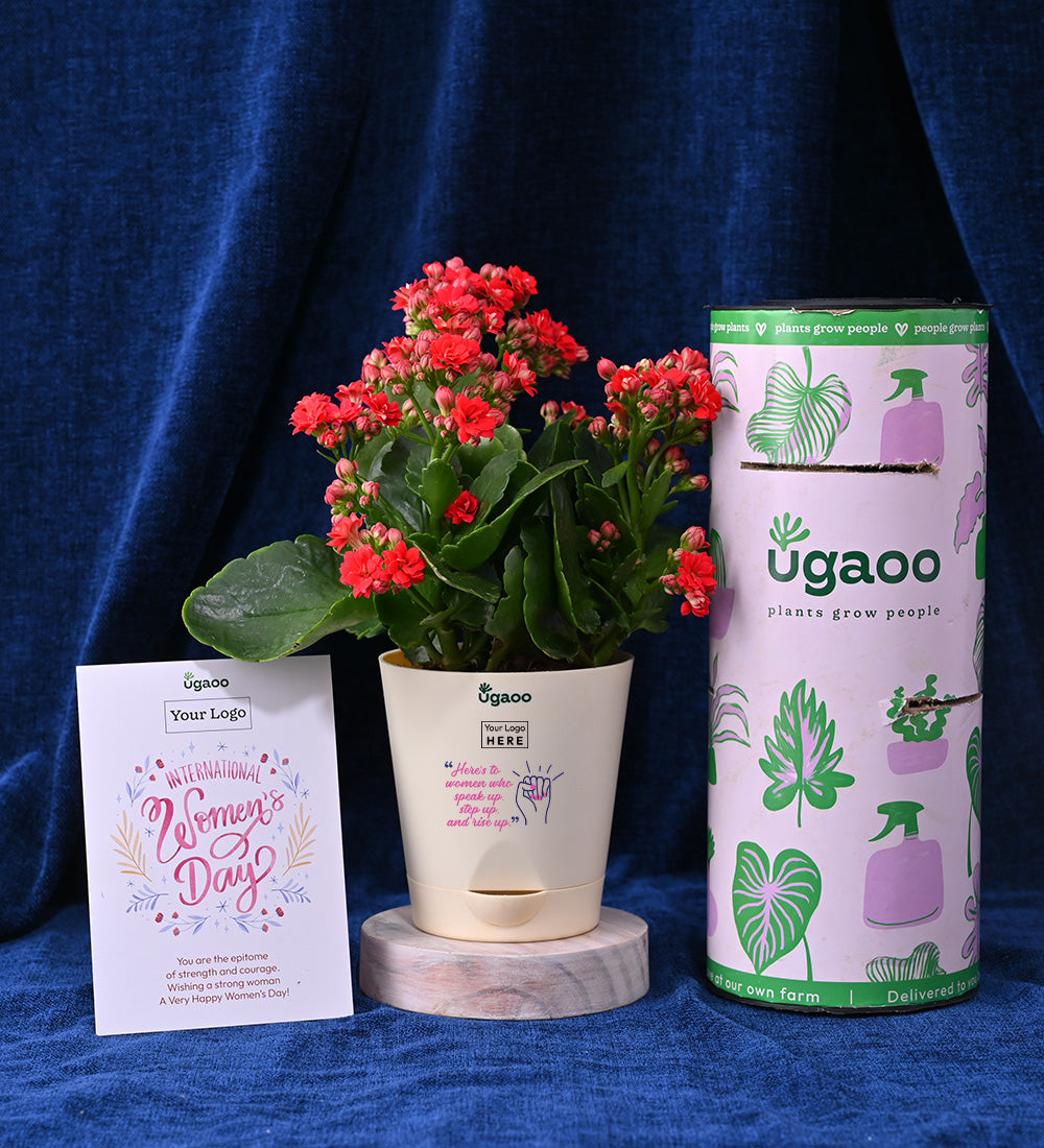 Set of Two Plants For Women's Day - Hamper 1