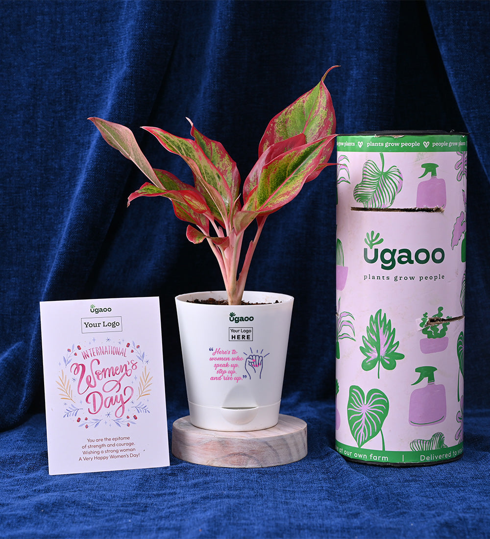 Set of Two Plants For Women's Day - Hamper 2