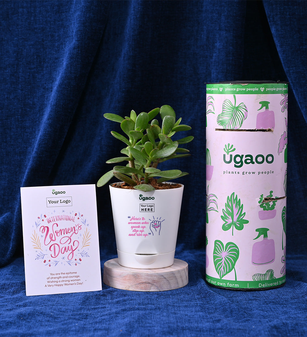 Set of Two Plants For Women's Day - Hamper 2