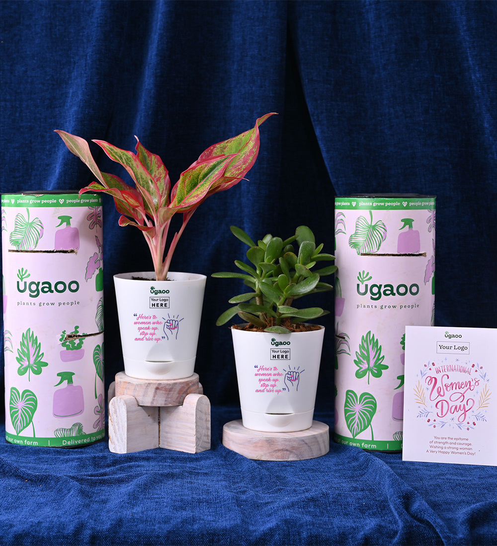 Set of Two Plants For Women's Day - Hamper 2