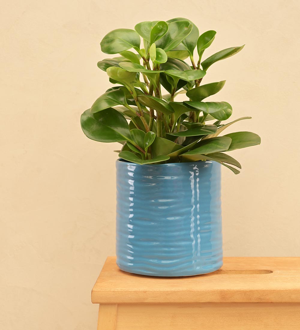 Sea Breeze Ceramic Planter