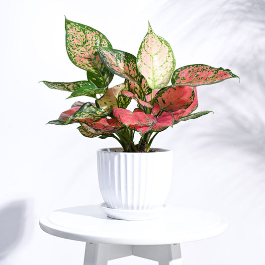 Grail Ceramic Pot